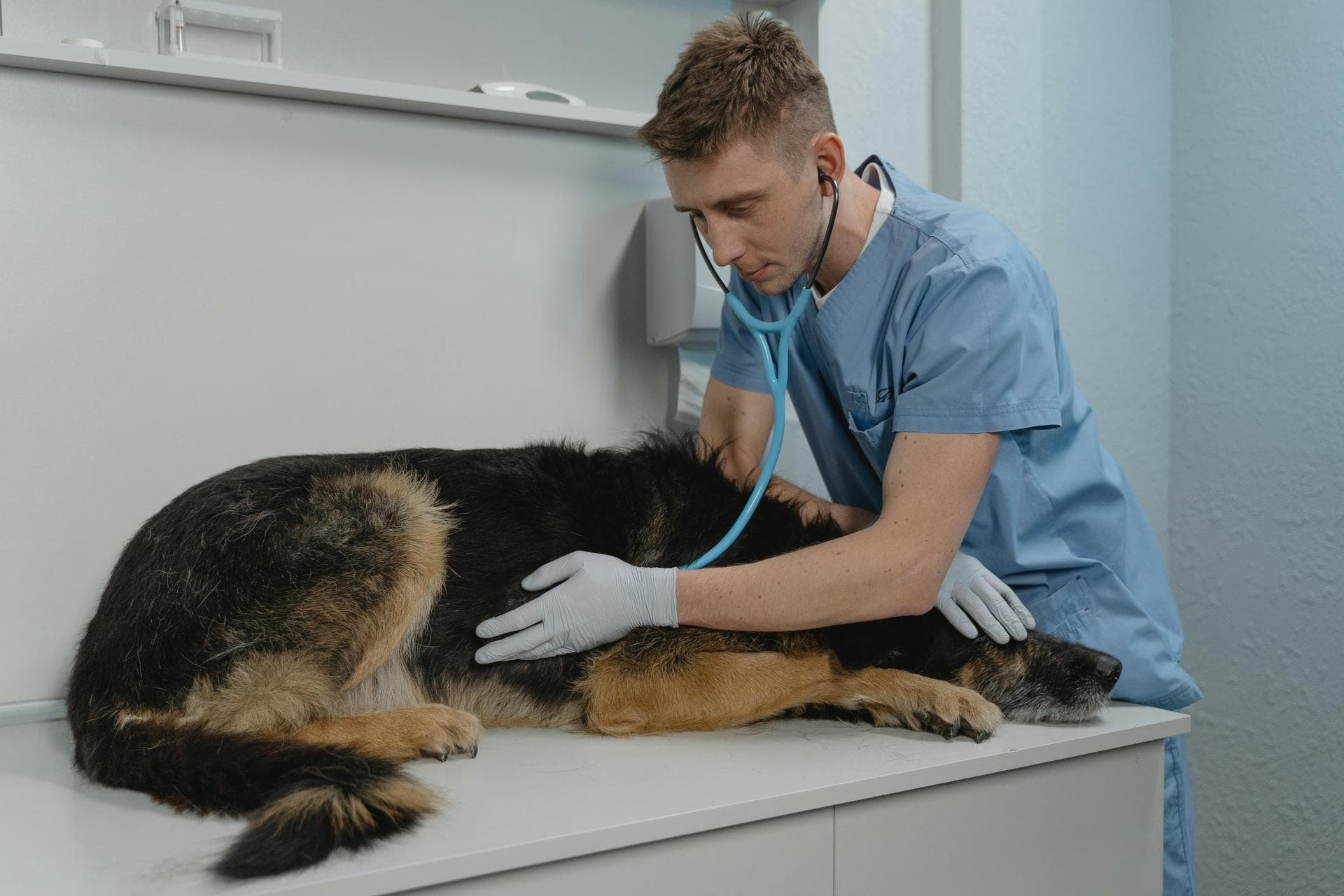 Best Vets in Shrewsbury